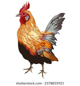 Roaster chicken isolated white background