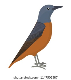 
Robin bird in blue and rust color with pointed beak 
