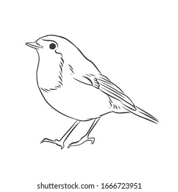 Robin Bird Hand Drawn Vector Illustration Black And White