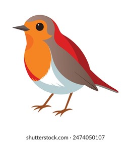 Robin bird illustration on white