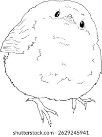 Robin bird line art, hand drawn outline clip art of European bird, coloring book bird