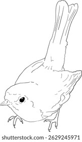 Robin bird line art, hand drawn outline clip art of European bird, coloring book bird
