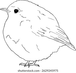 Robin bird line art, hand drawn outline clip art of European bird, coloring book bird