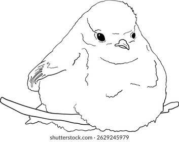Robin bird line art, hand drawn outline clip art of European bird, coloring book bird