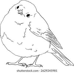 Robin bird line art, hand drawn outline clip art of European bird, coloring book bird