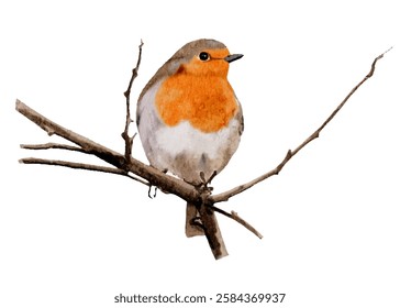 Robin Bird on branches tree in winter,Beautiful Watercolor Illustration Isolated on White Background for Christmas Card,Nature Wildlife Birds Birdwatching