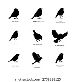 Robin Bird Silhouette Poses Set with Flying Perched and Feeding Actions Vector Illustration.