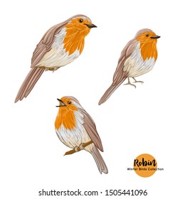 Robin bird - a symbol of Christmas. Set of elements for design Isolated on white background.	