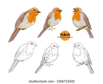 Robin bird - a symbol of Christmas. Set of elements for design Isolated on white background. Realistic sketch drawing. Colored and outline hand drawing vector illustration.	