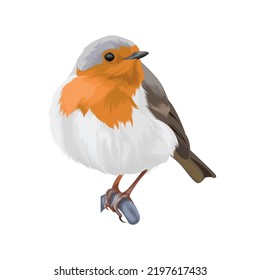 robin bird vector illustration design