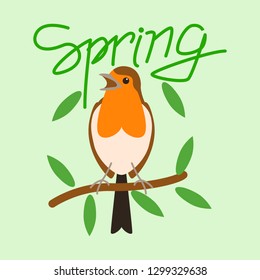 robin bird  , vector illustration, flat style,  front view