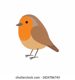 Robin bird. Vector illustration isolated on white background.