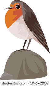 Robin bird vector illustration isolated on white background