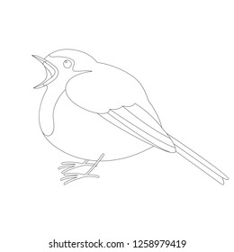 robin bird ,vector illustration ,   lining draw ,profile view