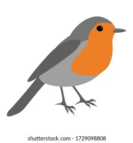 Robin bird vector isolated on white background. Robin (Erithacus rubecula illustration)