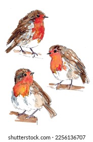 Robin bird watercolor illustration sketch, isolated vector set.