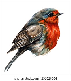 Robin bird, watercolor painting. vector illustration