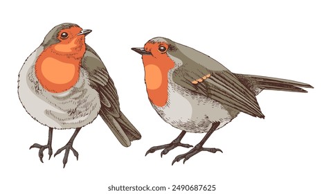 Robin birds hand drawn illustration