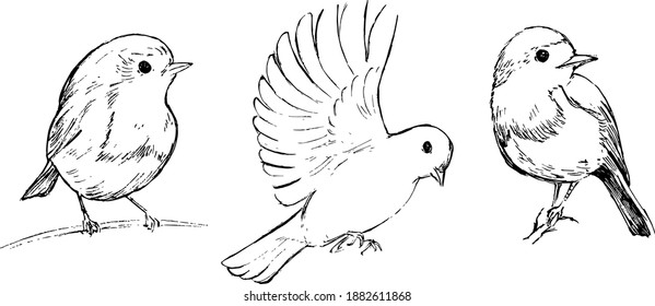 Bird Drawing Images Stock Photos Vectors Shutterstock