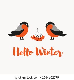 Robin birds and rowan berries. Christmas symbol. Hello winter background. Vector illustration. 