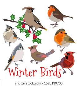 Robin cardinal titmouse waxwing winter birds and holly berries wildlife vector set illustration with calligraphy design element Christmas 