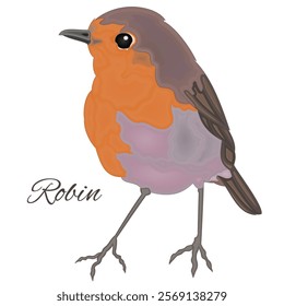 Robin of cute robin bird isolated on a white background wattercolor vintage vector illustration editable hand drawn
