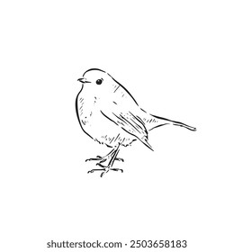 A robin drawn by hand as a vector. A small bird side profile in a sketch doodle style. 