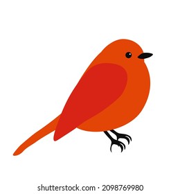 Robin (Erithacus rubecula) vector stock illustration. A little bird with wings. Isolated on a white background.