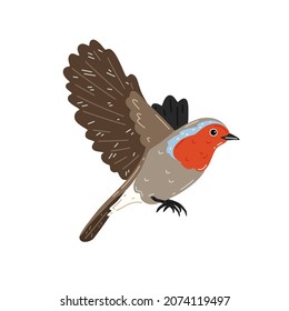 Robin in flight on a white background. Vector illustration