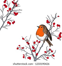 
Robin. Hand-drawn vector background with Robin and branches with berries. Christmas  design illustration.  Engraved style elements . Vintage color sketch.