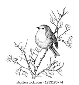 
Robin. Hand-drawn vector background with Robin and branches with berries. Christmas  design illustration.  Engraved style elements . Vintage monochrome sketch.