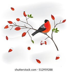 robin on a wild rose branch
