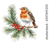 Robin perched on a pine branch with red berries, perfect for Christmas cards, seasonal decor or festive designs. Elegant and nature-inspired artwork. Robin bird winter illustration. 