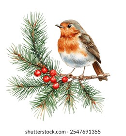 Robin posado en una rama de pino con bayas rojas, perfecto para tarjetas de Navidad, decoración de temporada o diseños festivos. Obra de arte elegante e inspirada en la naturaleza. Ilustración de invierno de pájaro Robin. 