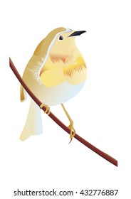 robin in spring
