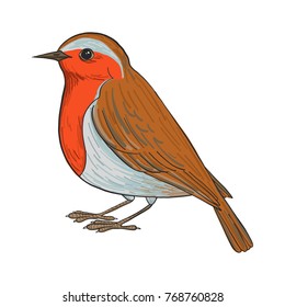 robin, vector bird, hand drawn songbird, isolated vector elements