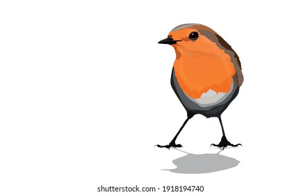 Robin. Vector Image. White Background.