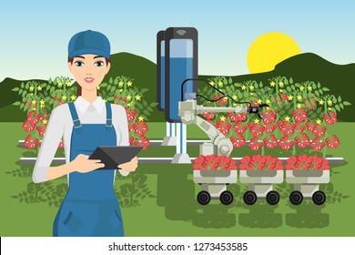 Robot sweeper picks tomatoes. Smart farming. Technology in agriculture.