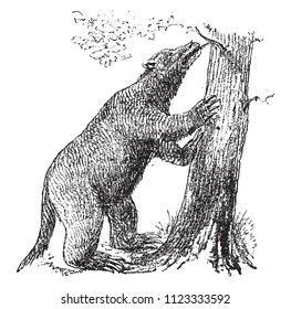 Robust Mylodon, vintage engraved illustration. From Natural Creation and Living Beings.
