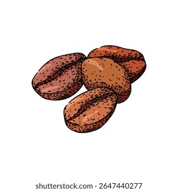 robusta cofeee bean desenhado à mão. espresso brew, moagem assada, latte mocha robusta cofeee bean vetor esboço. cor isolada ilustração