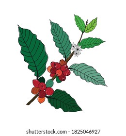 El café Robusta es un fondo con una rama de café y de café flor.