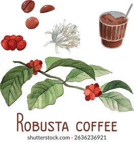 Robusta coffee branch, beans and flowers watercolor illustration. Botanical illustration, isolated elements on white. Cute realistic painting style. Elements for decoration, coffee shops, restaurant