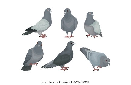 Rock Doves Or Pigeons In Motion Vector Illustration Set