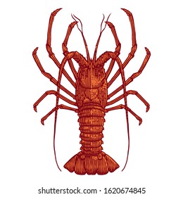 Rock Lobster Crayfish Vector Illustration Engraving