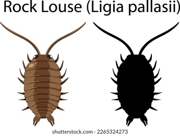 Rock Louse isolated rocky shore animal illustration