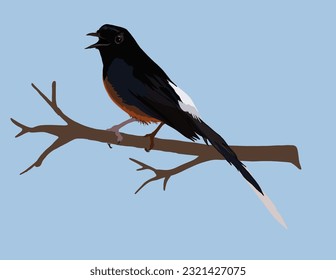 a rock magpie perched on a tree branch with a blue background