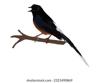 a rock magpie perched on a tree branch against a white background