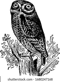 Rock Owl hunt in the twilight, vintage line drawing or engraving illustration.