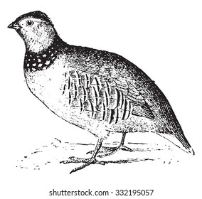 Rock partridge, vintage engraved illustration. Dictionary of words and things - Larive and Fleury - 1895.
