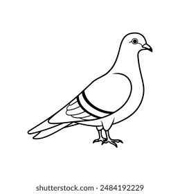 Rock pigeon bird line art  icon logo